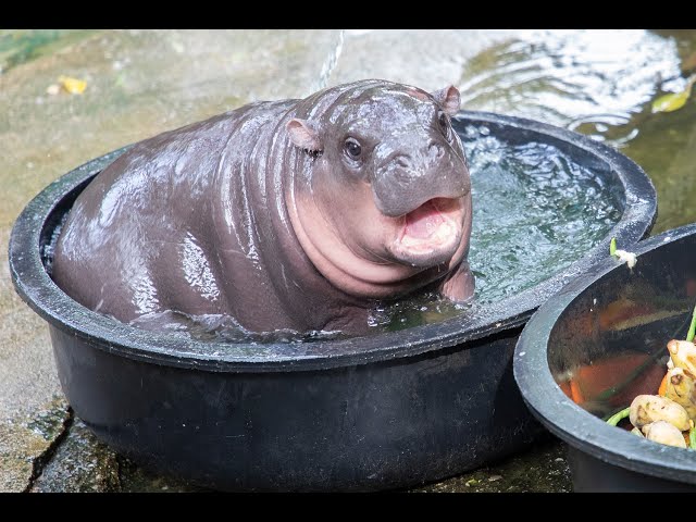 The Mysterious Tale of Raygun or Moo Deng: Thailand’s Pink Super Pig That Captured Global Attention raygun or moo deng